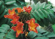 fotoğraf Afrika Lale Ağacı Kapalı çiçek