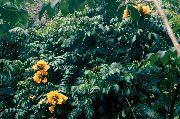 fotoğraf sarı Kapalı çiçek Afrika Lale Ağacı