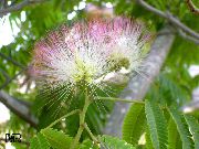 fotoğraf pembe Kapalı çiçek Ipek Ağacı