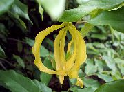 żółty Ylang-Ylang Karzeł Kryte kwiaty zdjęcie