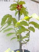 fa Calabao, Beltéri virágok fénykép