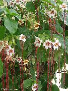 лиана Strophanthus, Стайни цветя снимка