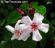 pembe Strophantus Kapalı çiçek fotoğraf
