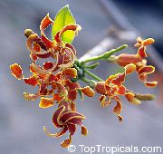 fotoğraf turuncu Kapalı çiçek Strophantus