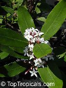 biały Acokanthera Kryte kwiaty zdjęcie