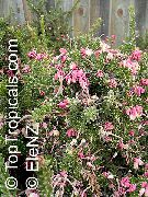różowy Grevillea Kryte kwiaty zdjęcie