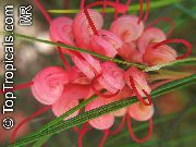czerwony Grevillea Kryte kwiaty zdjęcie