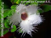 ハンギングプラント Alsobia, 室内の花 フォト