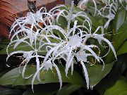 kruidachtige plant Spinlelie, Pot Bloemen foto