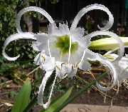 valkoinen Hämähäkki Lilja, Ismene, Meri Narsissi Sisäilman kukkia kuva
