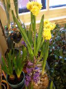 geel Amaryllis Pot Bloemen foto