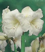 biały Hippeastrum Kryte kwiaty zdjęcie