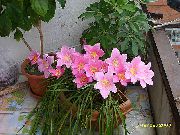 photo Rain Lily,  Indoor flowers