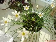 white Rain Lily,  Indoor flowers photo