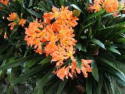zdjęcie pomarańczowy Kryte kwiaty Clivia