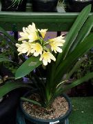 黄 布什百合，boslelie 盆花 照片