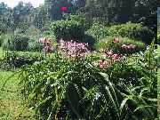 pink Crinum Indoor flowers photo