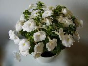 bianco Fiore Magico, Noce Orchidea  foto