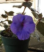 dark blue Magic Flower, Nut Orchid  photo