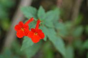 sarkans Burvju Ziedu, Riekstu Orhideja Iekštelpu ziedi foto