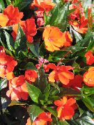 pomarańczowy Niecierpek (Impatiens) Kryte kwiaty zdjęcie