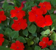 црвен Стрпљење Биљка, Балзам, Драгуљ Траве, Заузет Лиззие Затворени цвеће фотографија