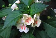 hvit Tålmodighet Plante, Balsam, Juvel Luke, Opptatt Lizzie Innendørs blomster bilde