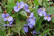 bleu ciel Patience Plantes, Le Sapin Baumier, Joyau Mauvaises Herbes, Lizzie Occupé Fleurs d'intérieur photo