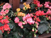 pembe Begonya Kapalı çiçek fotoğraf
