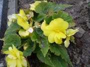 zdjęcie żółty Kryte kwiaty Begonia