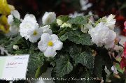bílá Begónie Pokojové květiny fotografie