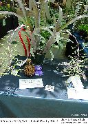 草本植物 Billbergia, 盆花 照片