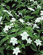 бял Browallia Стайни цветя снимка