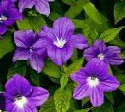 紫 Browallia 盆花 照片