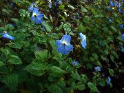 светло синьо Browallia Стайни цветя снимка