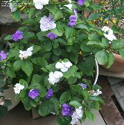 бял Brunfelsia, Вчера-Днес-Утре Стайни цветя снимка