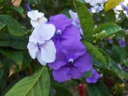 lilac Brunfelsia, Yesterday-Today-Tomorrow Indoor flowers photo