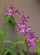пурпурен Vuylstekeara-Cambria Стайни цветя снимка