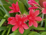 ვარდისფერი Vallota შიდა ყვავილები ფოტო