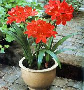 red Vallota Indoor flowers photo