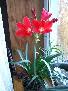 fotoğraf kırmızı Kapalı çiçek Vallota
