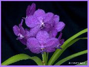 liliowy Wanda Kryte kwiaty zdjęcie