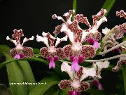 ბორდო Vanda შიდა ყვავილები ფოტო