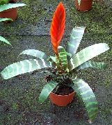 kırmızı Vriesea Kapalı çiçek fotoğraf