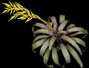 fotoğraf sarı Kapalı çiçek Vriesea