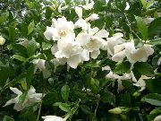 zdjęcie biały Kryte kwiaty Gardenia