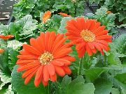 oranžový Transvaal Daisy Pokojové květiny fotografie