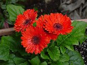 zdjęcie czerwony Kryte kwiaty Gerbera