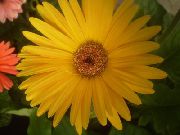 ყვითელი ტრანსვაალის Daisy შიდა ყვავილები ფოტო