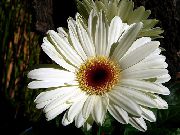 zdjęcie biały Kryte kwiaty Gerbera